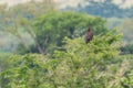 Long-crested Eagle - Lophaetus occipitalis Royalty Free Stock Photo