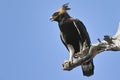 Long-crested eagle (Lophaetus occipitalis) Royalty Free Stock Photo