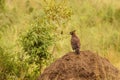 Long-crested Eagle  Lophaetus occipitalis perched on a termite hill, Queen Elizabeth National Park, Uganda. Royalty Free Stock Photo