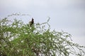 Long-crested eagle Royalty Free Stock Photo