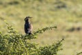 A long crested eagle (Lophaetus occipitalis) sitting in a tree Royalty Free Stock Photo