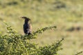 A long crested eagle (Lophaetus occipitalis) sitting in a tree Royalty Free Stock Photo