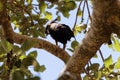 Long crested eagle Lophaetus occipitalis in a tree Royalty Free Stock Photo