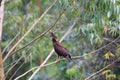 Long-crested Eagle Royalty Free Stock Photo