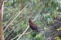 Long-crested Eagle Royalty Free Stock Photo