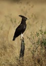 Long-crested eagle perched on a log Royalty Free Stock Photo