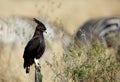 Long-crested eagle perched on a log Royalty Free Stock Photo