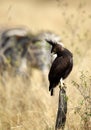Long-crested eagle perched on a log Royalty Free Stock Photo