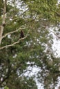 Long-crested eagle perched on a tree in Masai Mara National Reserve, Kenya Royalty Free Stock Photo