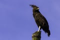 Long Crested Eagle on Pole Lophaetus occipitalis Royalty Free Stock Photo