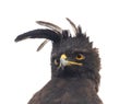 long crested eagle portrait Royalty Free Stock Photo