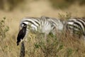 Long-crested eagle and the srtips Royalty Free Stock Photo