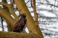 Long Crested Eagle on a tree branch with blurry bright sky in the background Royalty Free Stock Photo