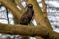 Long Crested Eagle on a tree branch with a blurry bright sky in the background Royalty Free Stock Photo
