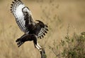 Long-crested eagle trying to perch on a wooden log