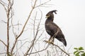 Long crested eagle, Uganda Royalty Free Stock Photo