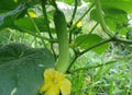 Long cucumber, cultivation, development and growth.