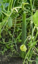 A long cucumber grew in a small home greenhouse