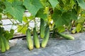 Long cucumber growing at farm background