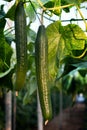 Long cucumber