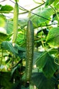 Long cucumber