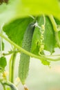 A long cucumber is ripening in a greenhouse, macro photo, shallow depth of field Royalty Free Stock Photo