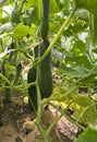 Long cucumbers grow in a greenhouse