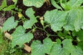 Long cucurbit vine with multiple warted gourds growing