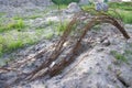 Long curved pieces of rusty reinforcement on an abandoned construction site Royalty Free Stock Photo