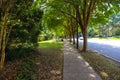 A long curving sidewalk covered with fallen autumn leaves surrounded by green grass and lush green trees