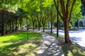 A long curving sidewalk covered with fallen autumn leaves surrounded by green grass and lush green trees