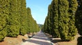 Long cypress, thuja alley