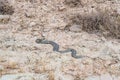 Long dangerous snake in field
