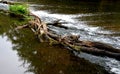 Long dangerous weir on the river after the flood. barrage barred driftwood trees trunks, logs stuck clogging the flow through the Royalty Free Stock Photo