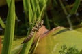 Dragonfly Nymph Clinging Upright on a Lily Leaf.