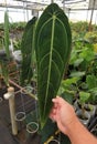 A long dark leaf of Anthurium Warocqueanum