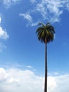 Long date palm tree Royalty Free Stock Photo