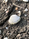 A long-dead sea clam shell lying on the ground at the river estuary area