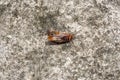 A long-dead, stiff cockroach on the floor by the copy space, reflecting sunlight Royalty Free Stock Photo