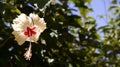 Light yellow hibiscus tropical flower green foliage background blue sky red centre