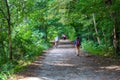 A long dirt footpath in the forest near a lake with people walking along the path surrounded by lush green trees and plants Royalty Free Stock Photo