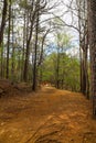 A long dirt footpath in the forest surrounded by tall thin lush green pine trees with blue sky and clouds at Murphey Candler Park