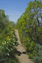 The long dirt path above the city hills