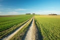 Long dirt road and green field, horizon and sky