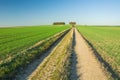 Long dirt road in a green field, trees on the horizon and sky Royalty Free Stock Photo