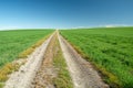 Long dirt road through green fields, summer day Royalty Free Stock Photo