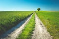 Long dirt road through green fields, tree and blue sky Royalty Free Stock Photo