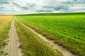 A long dirt road next to a green field with plants