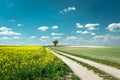 A long dirt road by the rape field, tree on the horizon and white clouds on the blue sky