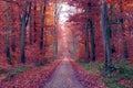 Long dirt road in rusty-red colored forest, romantic fall season landscape